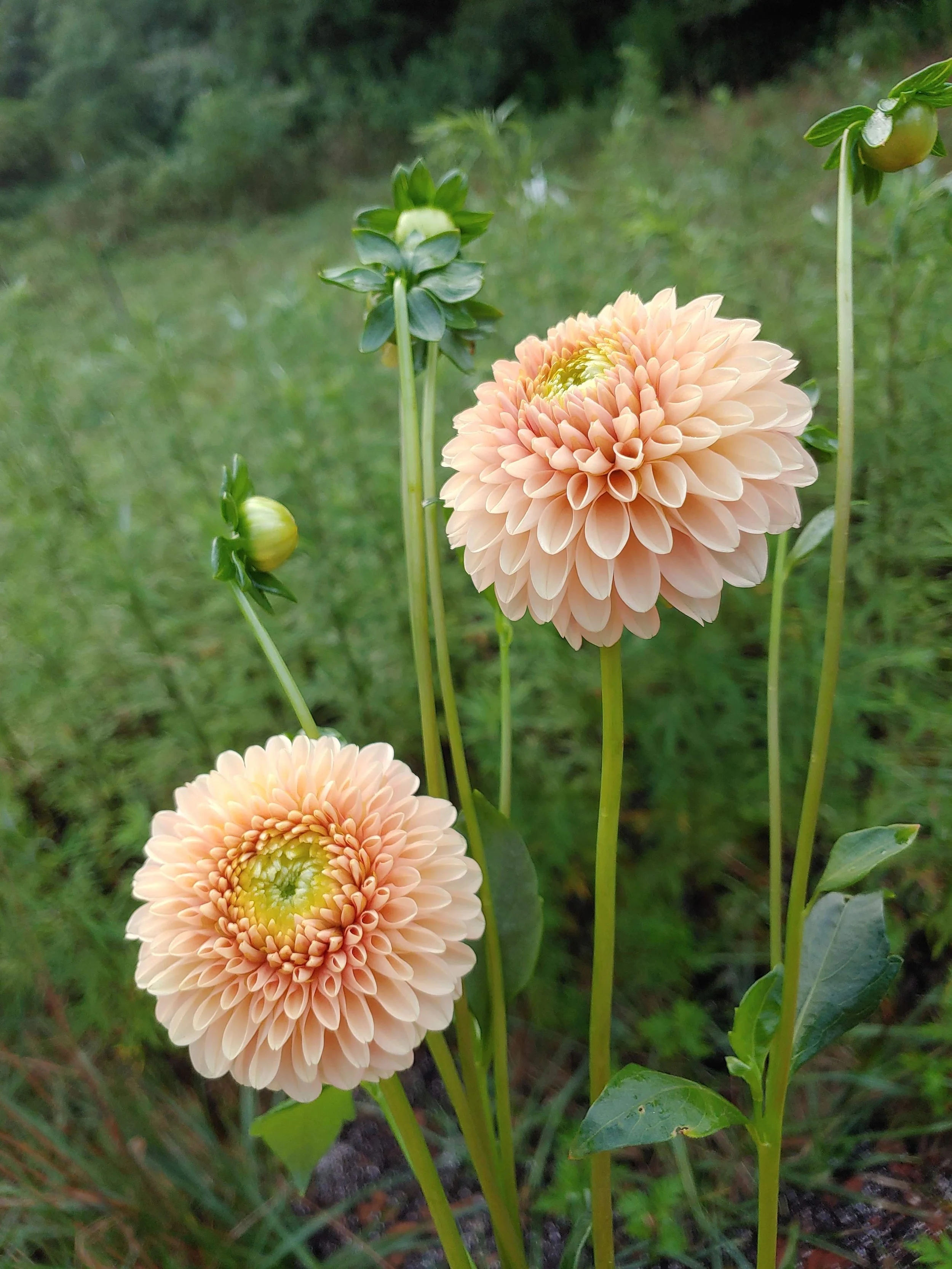 Fraylick Farm - New Dahlia Variety Highlight